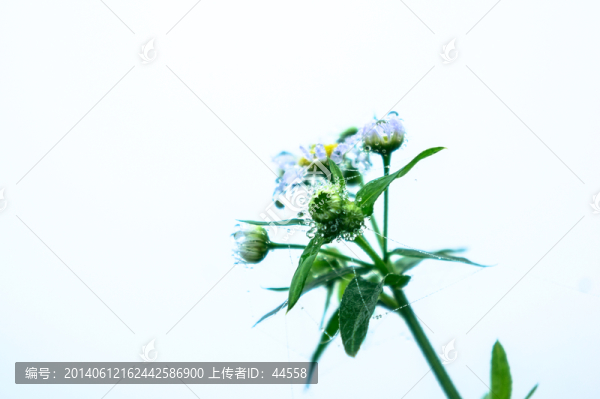 野花