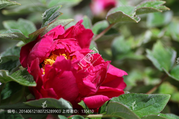 牡丹花