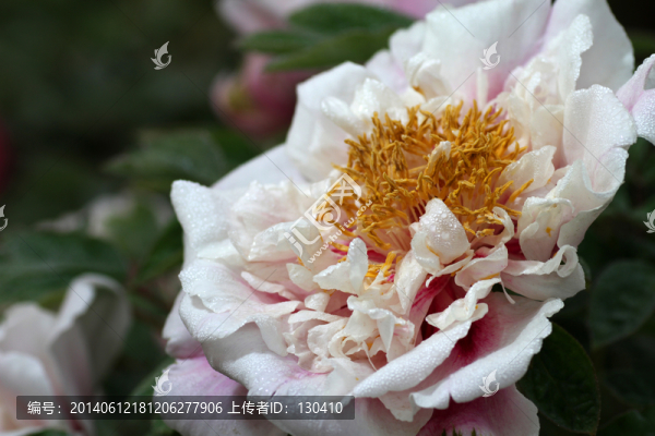 牡丹花