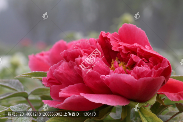 牡丹花