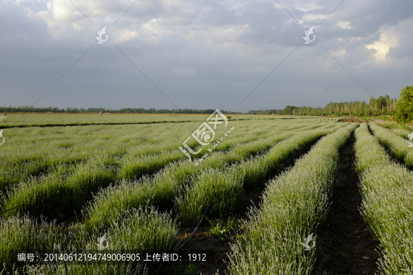 薰衣草