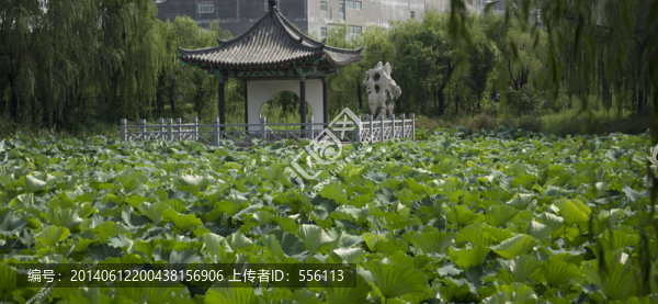 一片荷花池