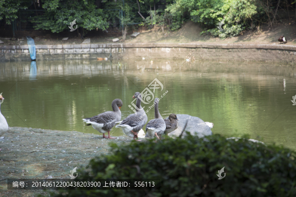 池塘邊灰色的鵝