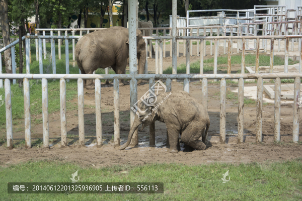 公園里的大象與小象