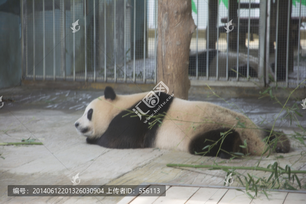 熟睡的熊貓