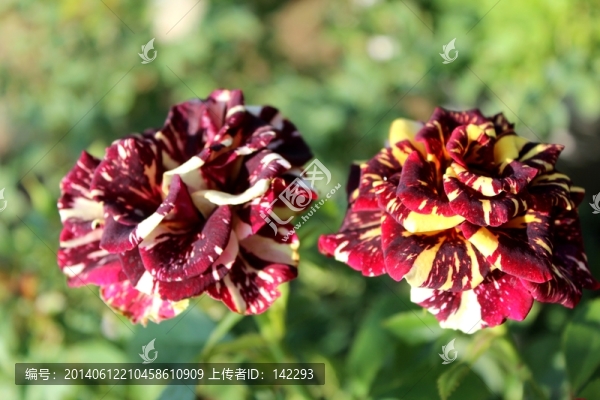 玫瑰