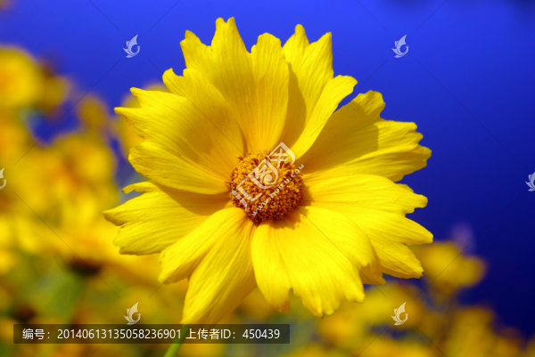 金雞菊