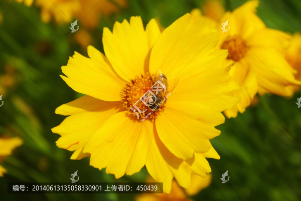 蜜蜂采蜜