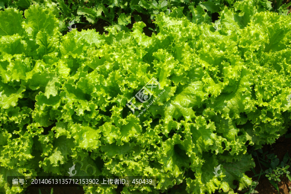 生菜
