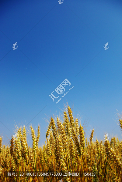 麥穗