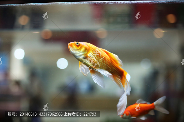 金魚
