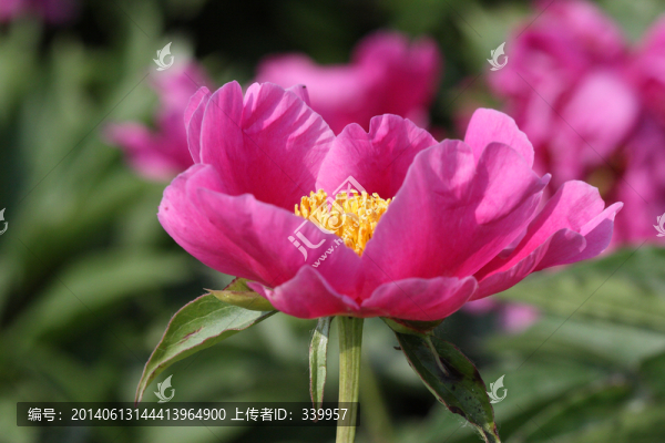 芍藥花