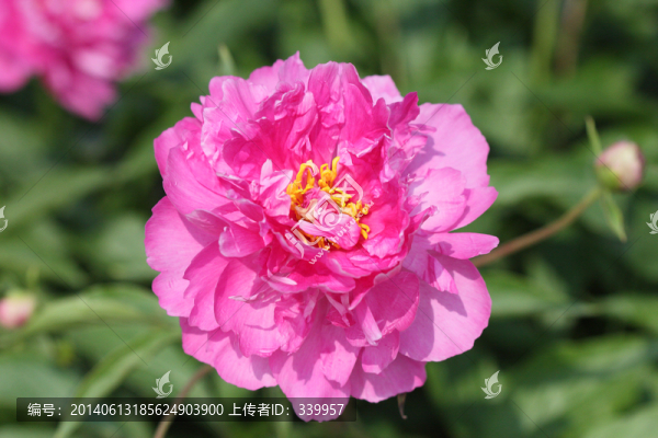 牡丹花