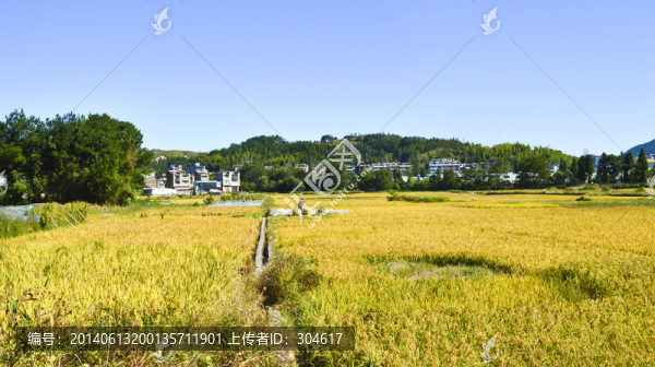 金黃稻田