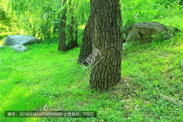 草坪,,草場,,樹林,樹