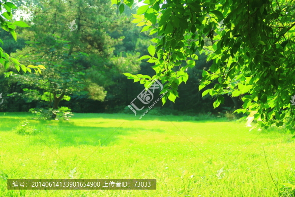 草坪,,草場,,樹林,樹