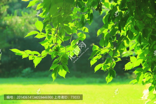 草坪,逆光,,樹林,樹