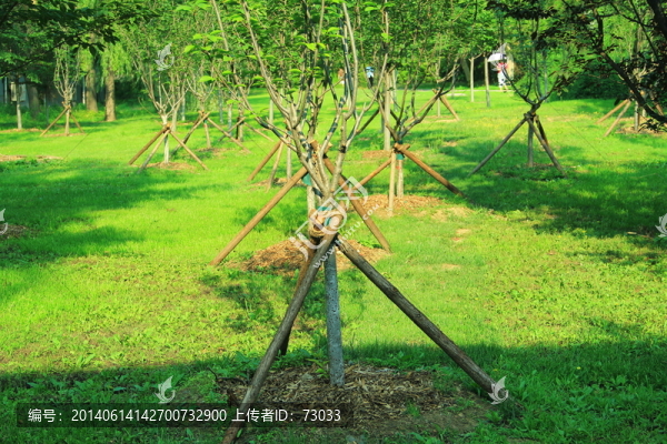 樹林,樹干,,草地