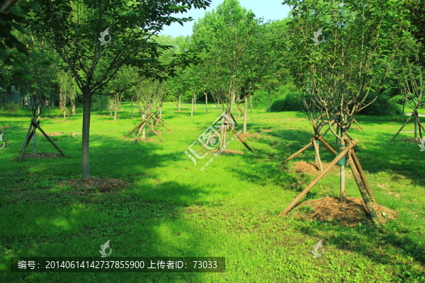 樹林,樹干,,草地