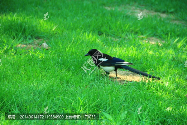 喜鵲,,綠地,,黑喜鵲