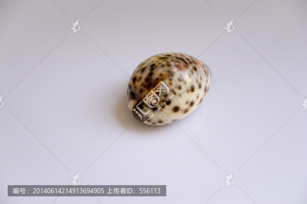 貝殼