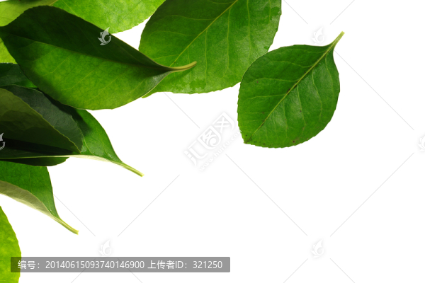 綠葉,樹葉