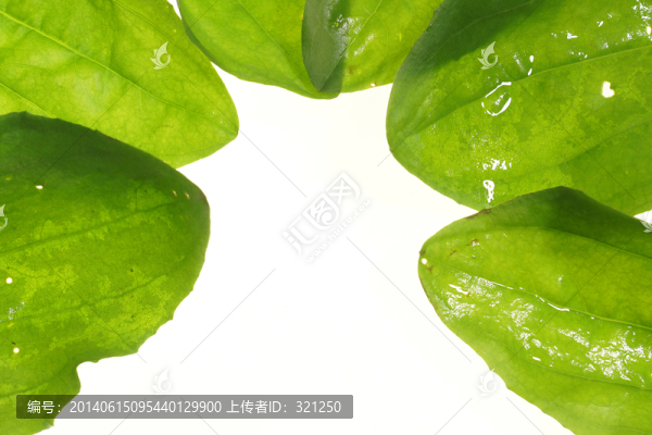 樹葉,葉脈