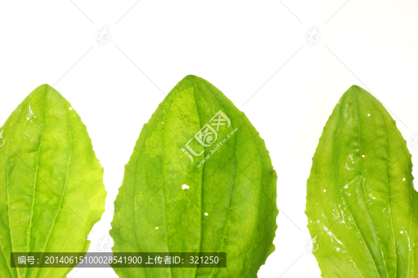 綠色樹(shù)葉
