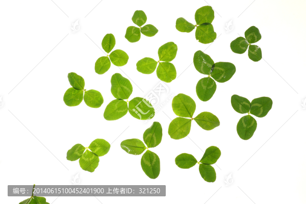 綠葉,三葉草
