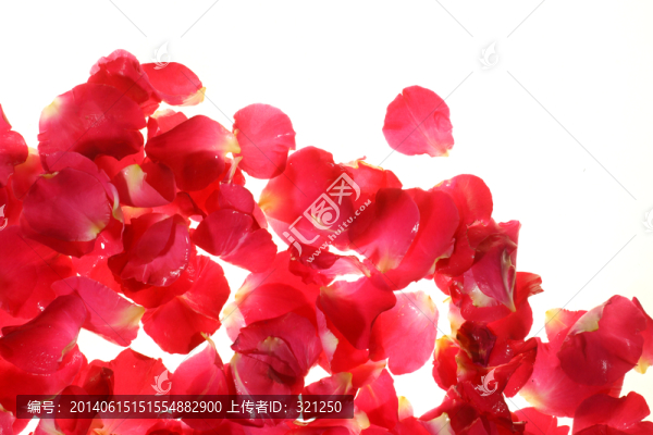 紅色花瓣