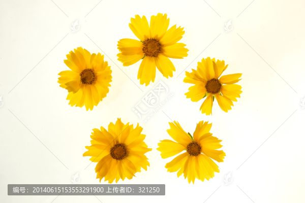 五朵太陽花