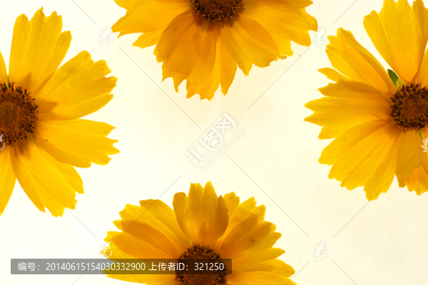 太陽花