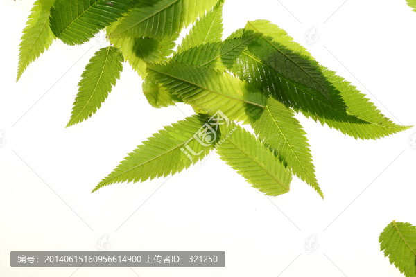 綠葉葉脈
