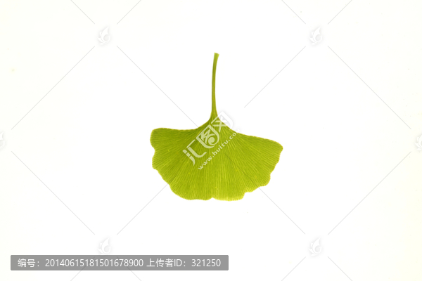一片銀杏葉,葉脈
