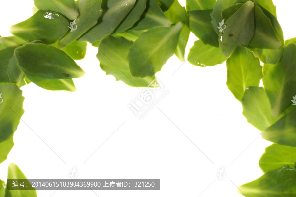 綠色樹葉葉脈