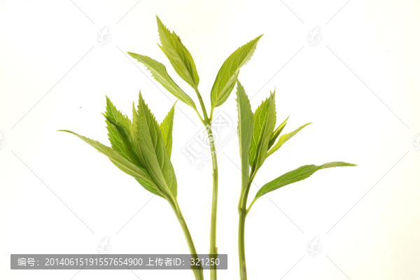 綠色嫩芽,綠葉