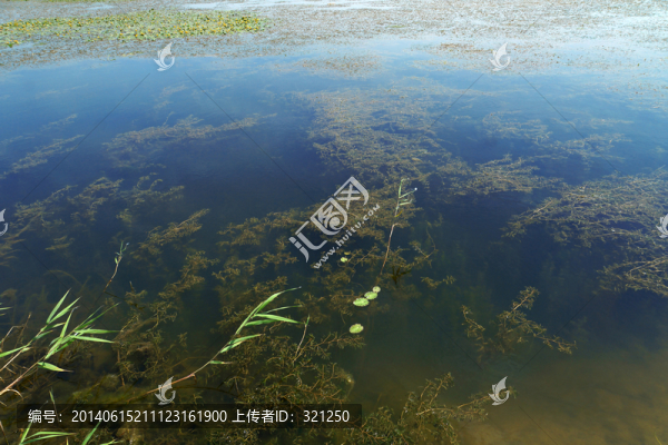 濕地風光