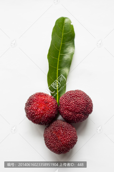 楊梅,圣生梅