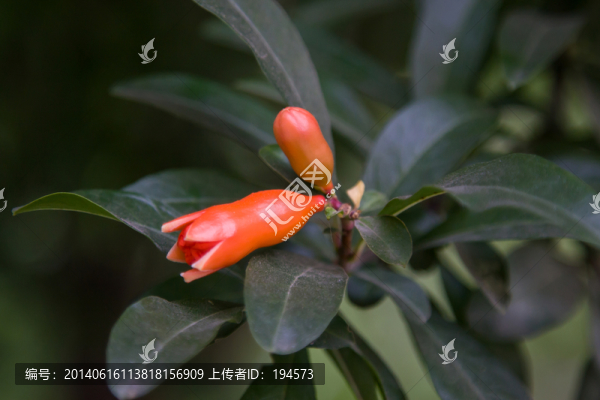 石榴花