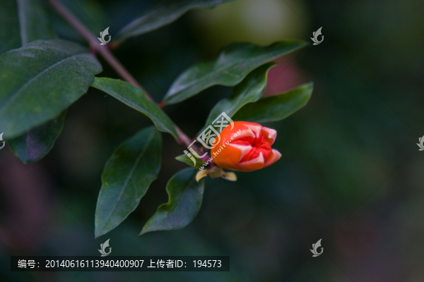 石榴花