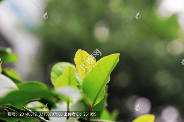 樹(shù)苗（高清）