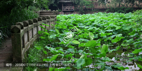 荷葉