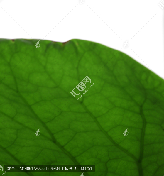 荷葉