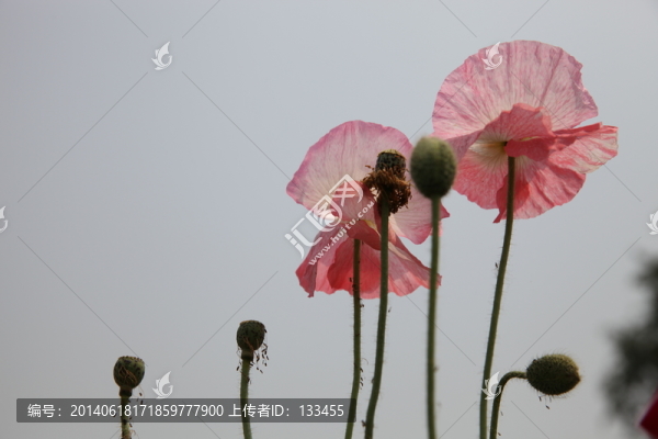 虞美人
