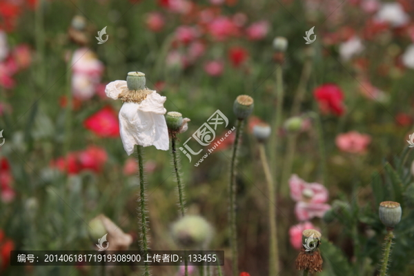虞美人