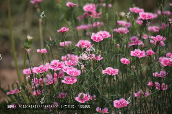 石竹