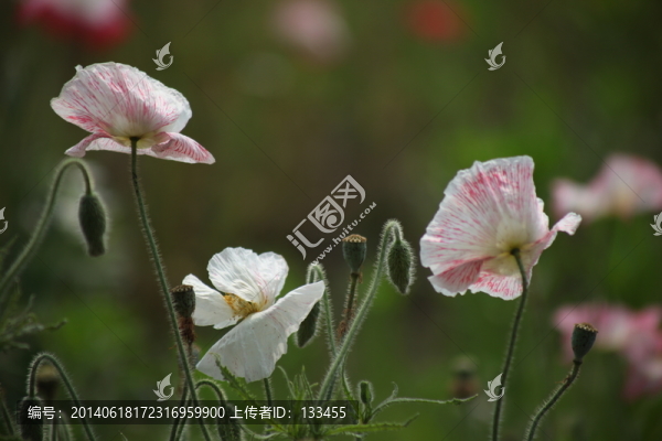 虞美人