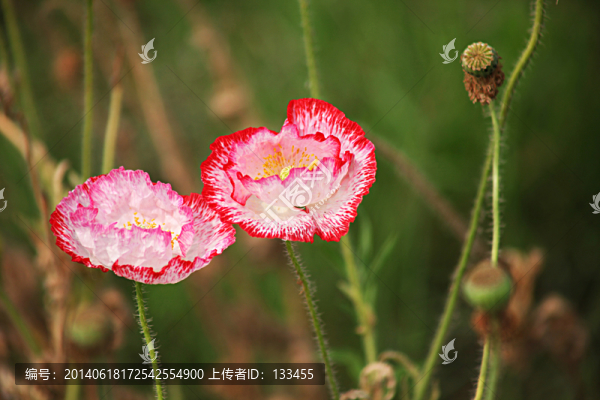 虞美人
