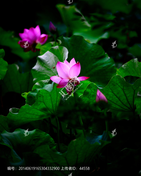 荷花