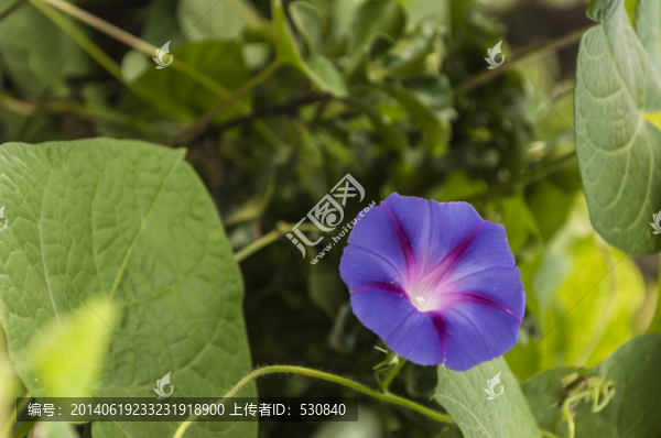 紫色小花